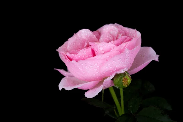美丽的粉红色的玫瑰水滴黑色 — 图库照片