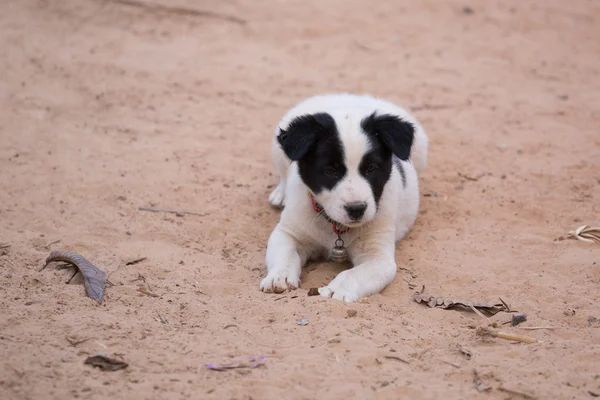 White puppy dog lay down on ground — Stock Photo, Image