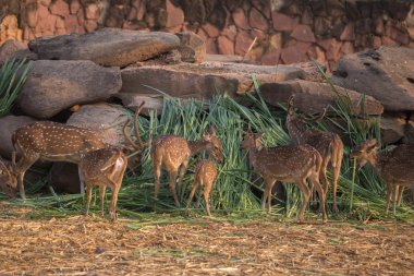 Benekli, Cheetal, benekli geyik, eksen geyik yemek