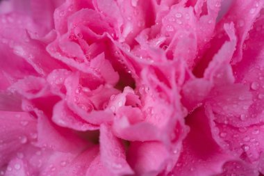 su damlası ile pembe karanfil çiçek