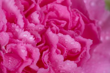 su damlası ile pembe karanfil çiçek