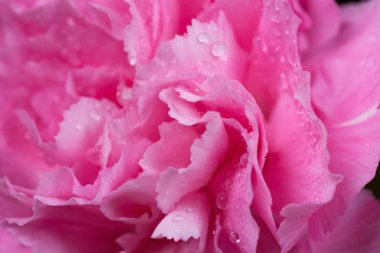 su damlası ile pembe karanfil çiçek