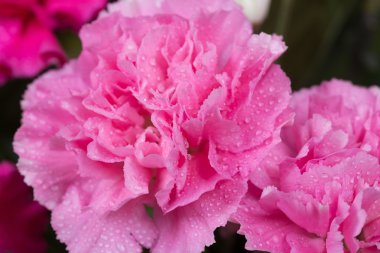 su damlası ile pembe karanfil çiçek