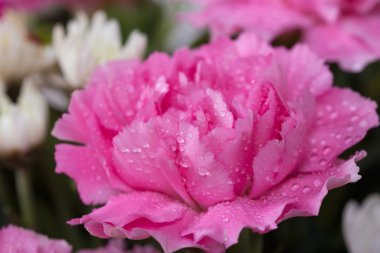 su damlası ile pembe karanfil çiçek