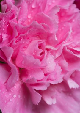 su damlası ile pembe karanfil çiçek