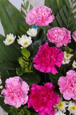 Su damlası ile karanfil çiçek