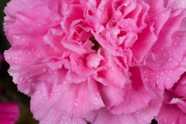 su damlası ile pembe karanfil çiçek