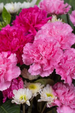 Su damlası ile karanfil çiçek