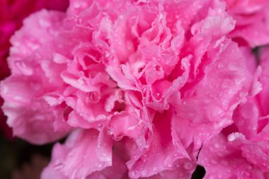 su damlası ile pembe karanfil çiçek