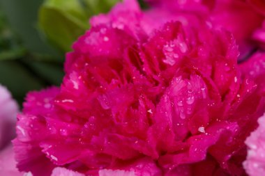 su damlası ile pembe karanfil çiçek