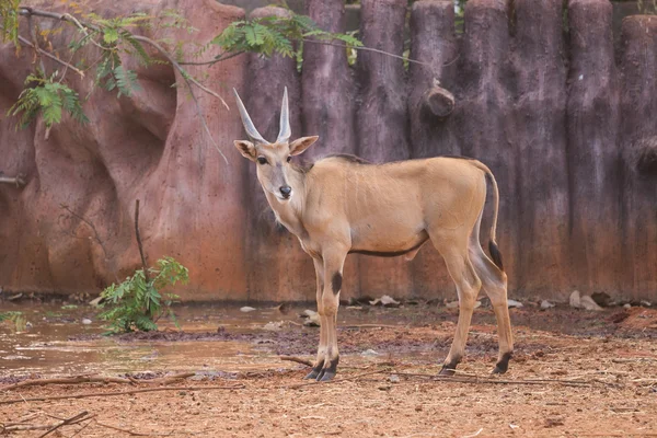 Waterbuck (Kobus ellipsiprymnus) — Stock Photo, Image