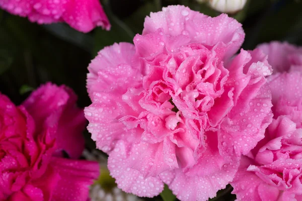 Su damlası ile karanfil çiçek