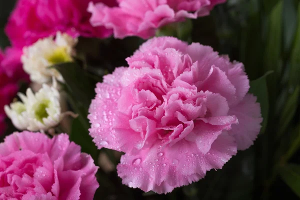 Cravos flor com gota de água — Fotografia de Stock