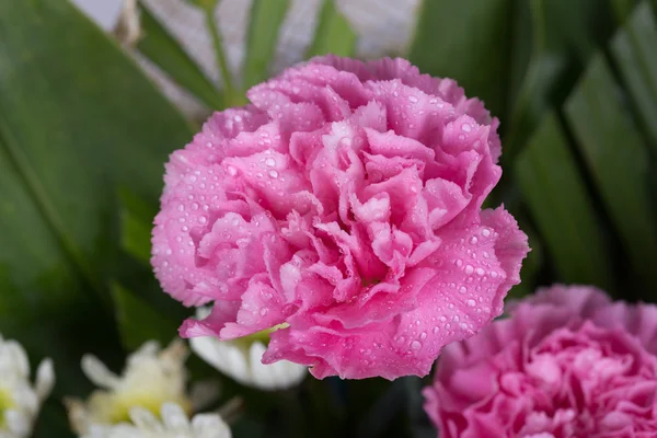 Cravos flor com gota de água — Fotografia de Stock