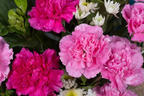 Nejlikor blomma med vattendroppe — Stockfoto