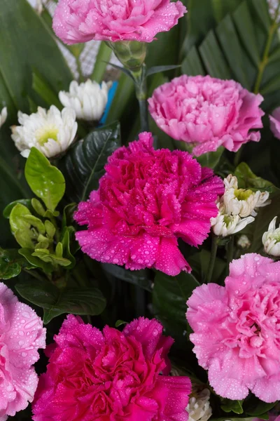 Su damlası ile karanfil çiçek