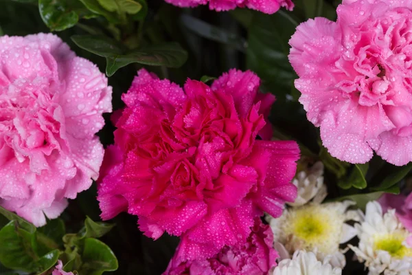 Su damlası ile karanfil çiçek