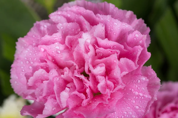 Cravos rosa flor com gota de água — Fotografia de Stock