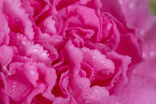 su damlası ile pembe karanfil çiçek