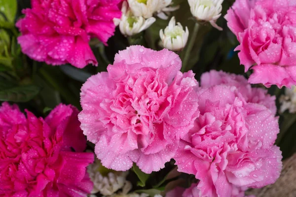 Su damlası ile karanfil çiçek