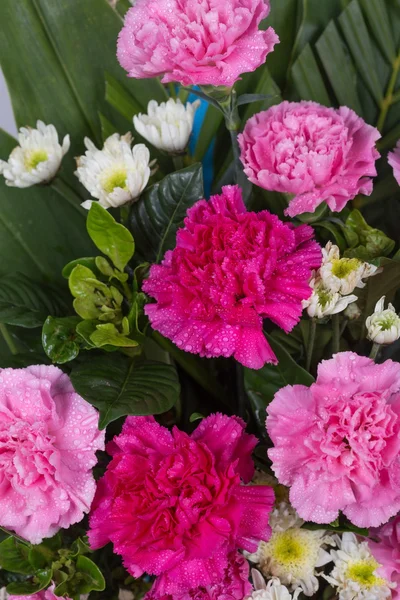 Su damlası ile karanfil çiçek