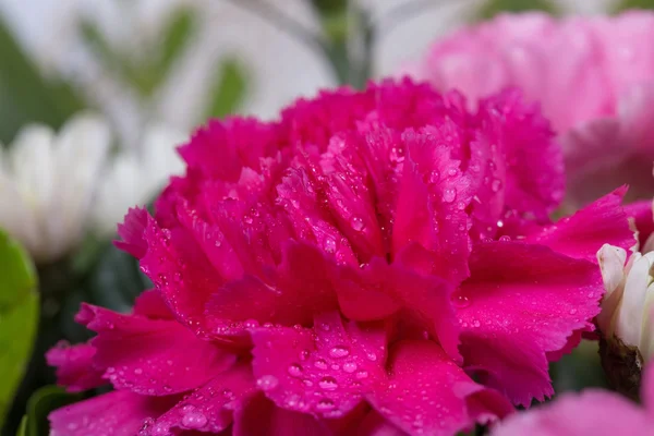 Rosa nejlikor blomma med vattendroppe — Stockfoto