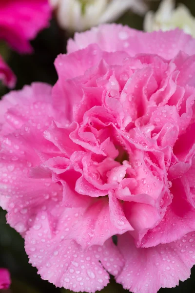 Cravos rosa flor com gota de água — Fotografia de Stock