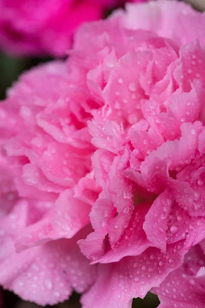 Rosa Nelkenblüte mit Wassertropfen — Stockfoto