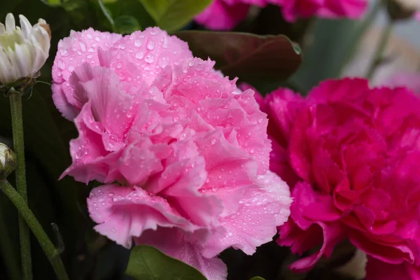 Cravos flor com gota de água — Fotografia de Stock