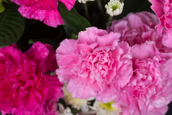 Su damlası ile karanfil çiçek