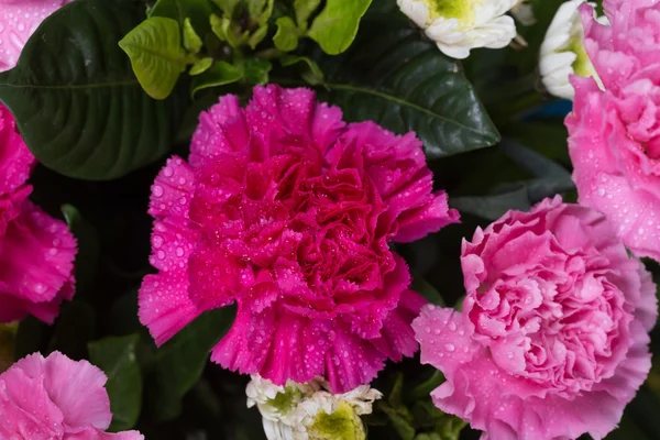 Carnations flower with water drop — Stock Photo, Image