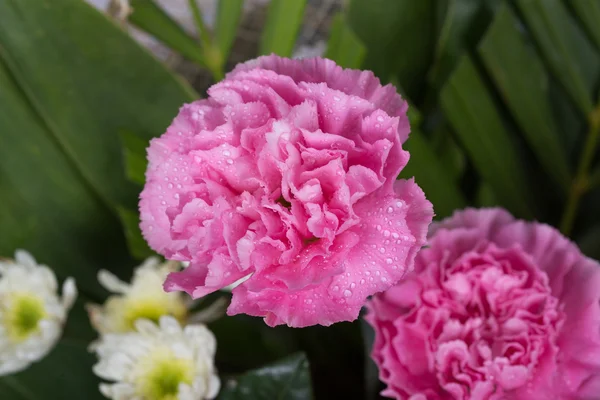 Carnations flower with water drop — Stock Photo, Image