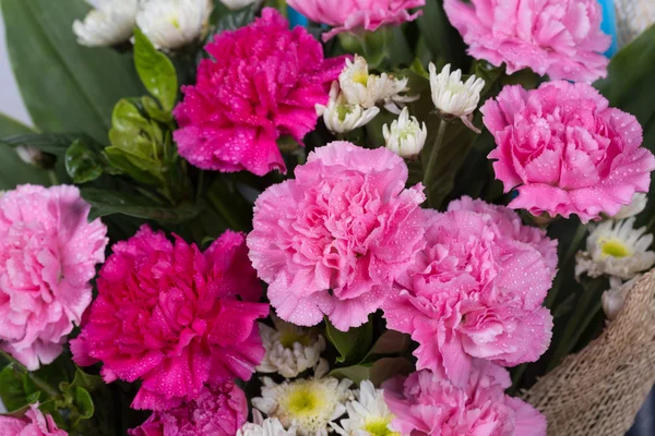 Garofani fiore con goccia d'acqua — Foto Stock