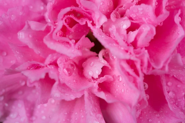 Claveles rosa flor con gota de agua — Foto de Stock