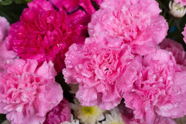 Carnations flower with water drop — Stock Photo, Image