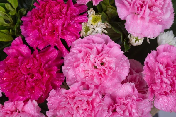 Carnations flower with water drop — Stock Photo, Image