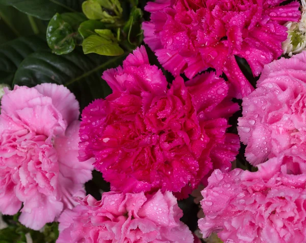 Carnations flower with water drop — Stock Photo, Image