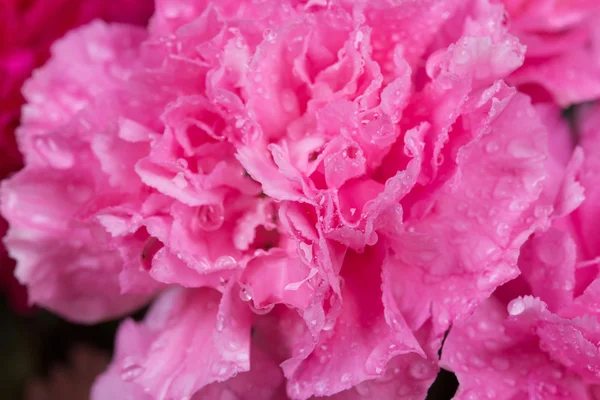 Rosa Nelkenblüte mit Wassertropfen — Stockfoto