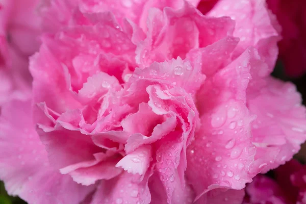 Roze anjers bloem met waterdruppel — Stockfoto