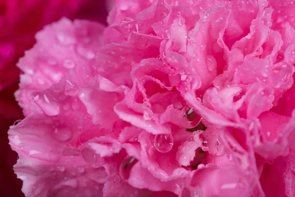 Cravos rosa flor com gota de água — Fotografia de Stock
