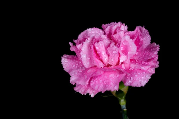 Cravos flor com gota de água no fundo preto — Fotografia de Stock