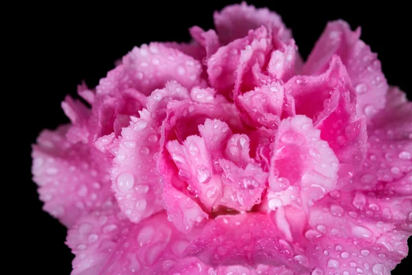 Flor de cravos rosa com gota de água no fundo preto — Fotografia de Stock