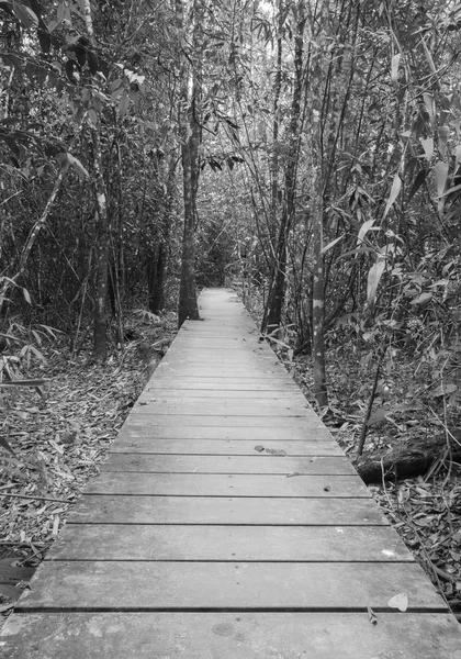 Promenade en bois dans la forêt (noir & blanc ) — Photo