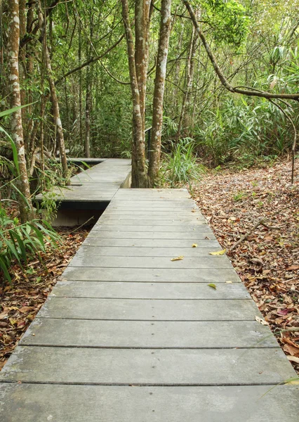 Wooden boardwalk in forest — Stock Photo, Image