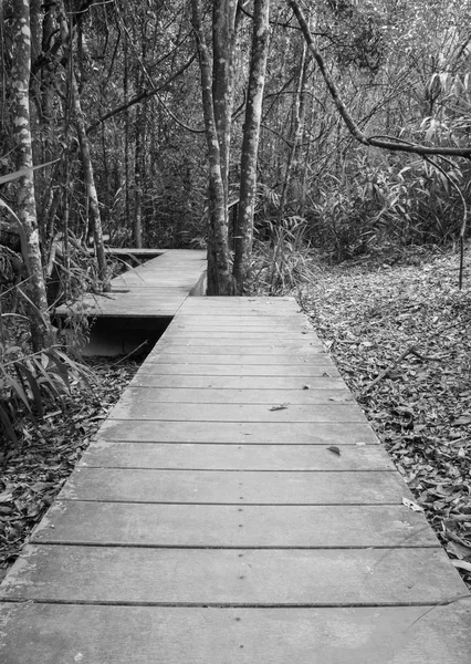 Wooden boardwalk in forest (black & white) — Stock Photo, Image