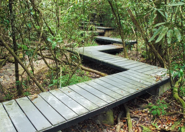 Wooden boardwalk in forest Stock Image