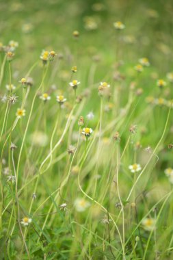 küçük beyaz çiçek sarı polen, demir ot ile