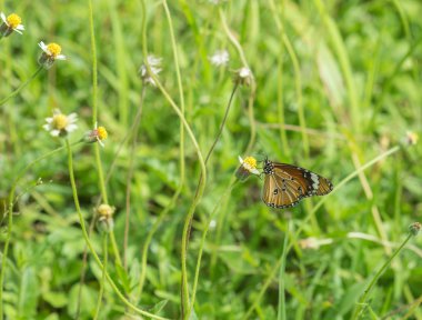 Düz kaplan kelebeği (Danaus chrysippus kelebek) bir çiçek