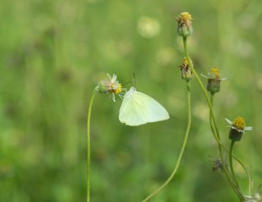 Ortak çim sarı kelebek (Eurema hecabe contubrenalis (Moor