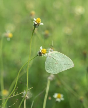 Ortak çim sarı kelebek (Eurema hecabe contubrenalis (Moor